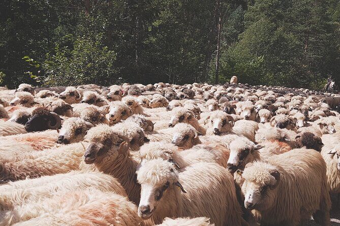 10-Day Private Tour of Romania with Pick Up - Key highlights you’ll feel on the ground