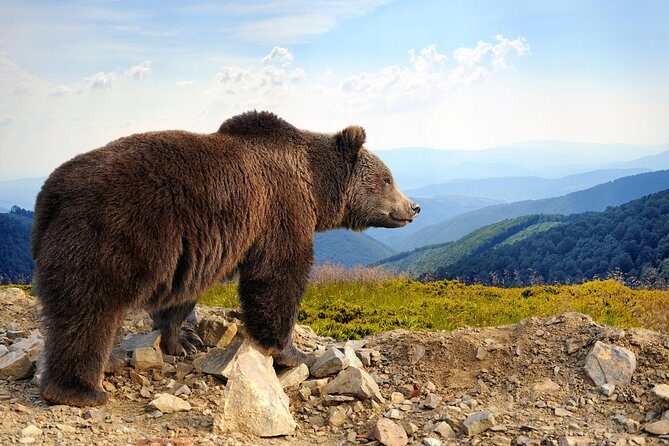 Bear Sanctuary and Bran Castle with a Professional Licensed Guide—Day Trip - Liberty Bear Sanctuary Zărnești: rescued wildlife and real conservation work