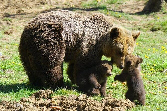 Bear Sanctuary & Rasnov Fortress - Private day tour from Bucharest - Rasnov Citadel: Teutonic Knights, Ottoman Threats, and Big Views