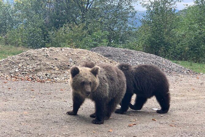 Bear Sanctuary & Rasnov Fortress - Private day tour from Bucharest - Private Guide Time: When the Day Feels Personalized