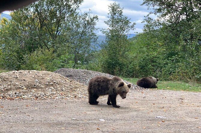 Bear Sanctuary & Rasnov Fortress - Private day tour from Bucharest - What to Bring (and How to Set Your Expectations)