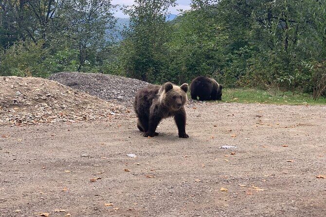 Bear Sanctuary & Rasnov Fortress - Private day tour from Bucharest - Who This Tour Fits Best