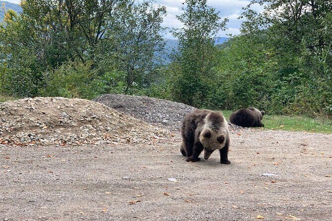 Bear Sanctuary & Rasnov Fortress - Private day tour from Bucharest - Bucharest Departure: Why the Early Start Can Work for You