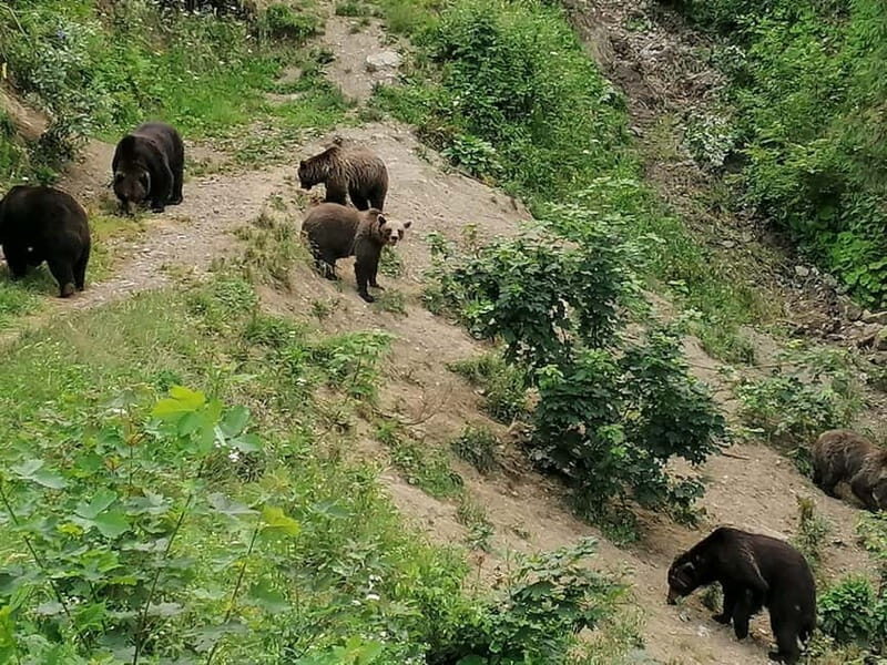 Bear watching experience in the wild - Key points before you go