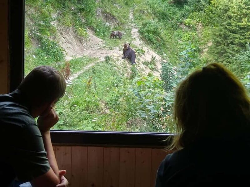 Bear watching experience in the wild - Why Transylvania’s Brown Bears Feel Wild, Not Staged