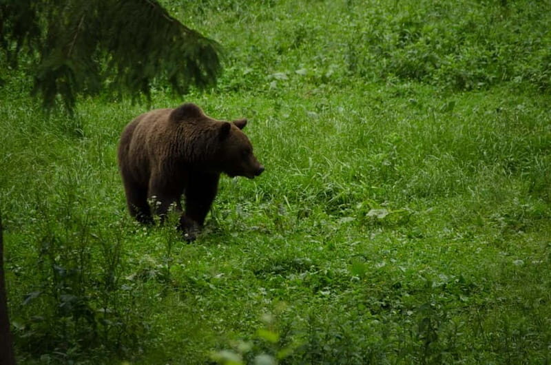 Bear watching experience in the wild - The Bear Hide Wait: Quiet Rules That Actually Help