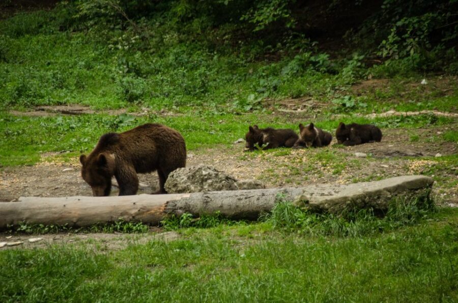 Bear watching experience in the wild - Who This Bear Watching Hide Experience Suits Best