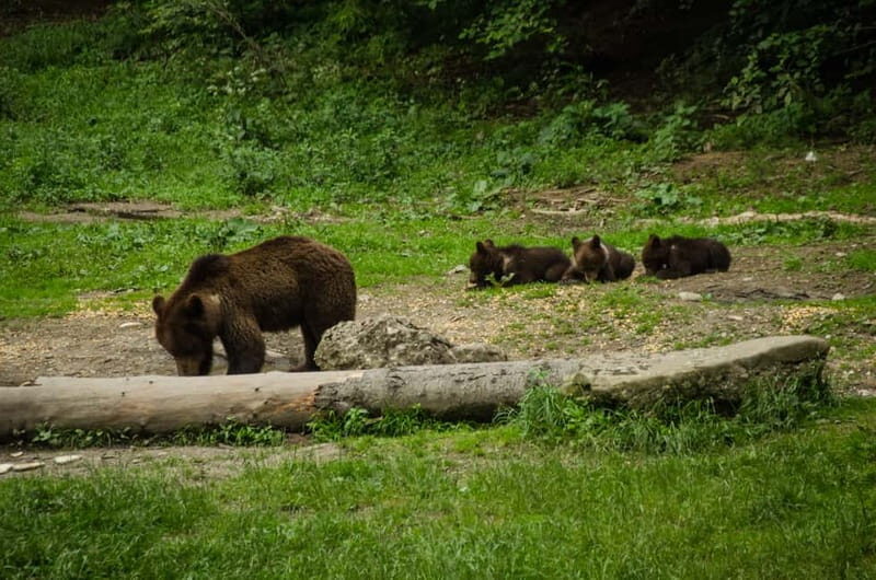 Bear watching experience in the wild - From Brașov to the Ranger: What the Drive and Meeting Feel Like