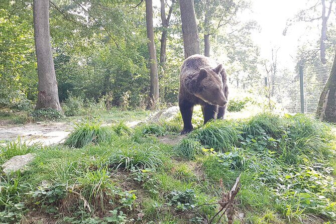 Bears Sanctuary, Dracula Castle and Brasov City - Full Day Trip from Bucharest - A long day from Bucharest—built for comfort and flow