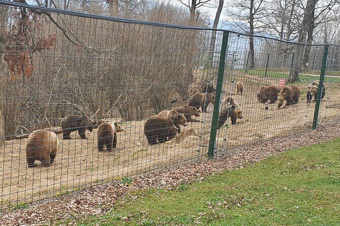 Bears Sanctuary, Dracula Castle and Brasov City - Full Day Trip from Bucharest - Libearty Bear Sanctuary in Zărnești: ethical wildlife, real emotion