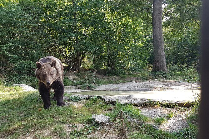 Bears Sanctuary, Dracula Castle and Brasov City - Full Day Trip from Bucharest - Brașov historical center: walkable culture and a mountain-town pace