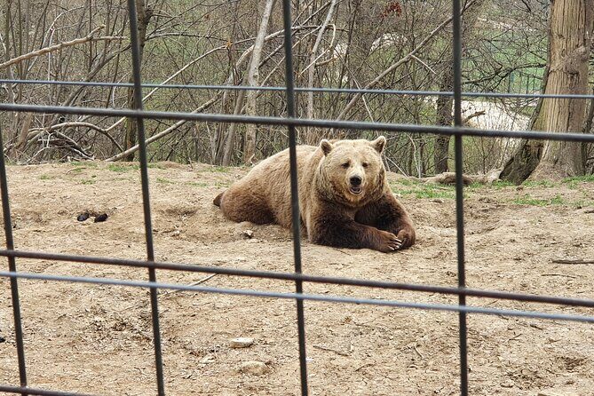 Bears Sanctuary, Dracula Castle and Brasov City - Full Day Trip from Bucharest - Bran Castle (Dracula’s Castle): the legend, then the facts
