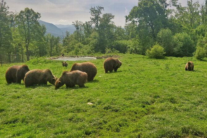 Bears Sanctuary, Dracula Castle and Poiana Brasov-Private day tour from Brasov - Price and Value: What You’re Paying For
