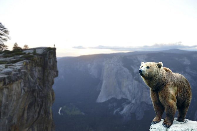 Bears Sanctuary, Dracula's Castle, Brasov Day Trip Private Tour from Bucharest - Bears Sanctuary Zarnesti: Close Views With Real Emotions