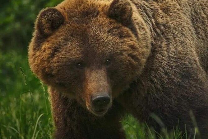 Bears Sanctuary Entry Ticket with Guide & Transfer from Brasov - Key things to know before you go