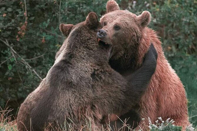 Bears Sanctuary Entry Ticket with Guide & Transfer from Brasov - No touching, no tricks: how the sanctuary visit stays ethical
