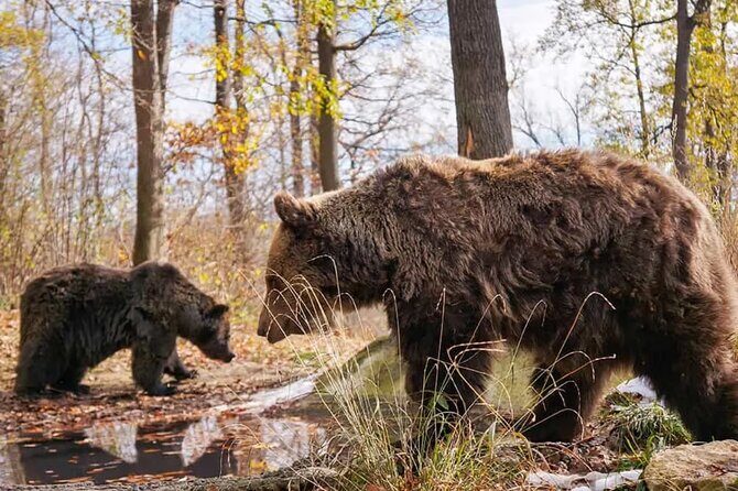 Bears Sanctuary Entry Ticket with Guide & Transfer from Brasov - English guide value: when the right person makes the difference
