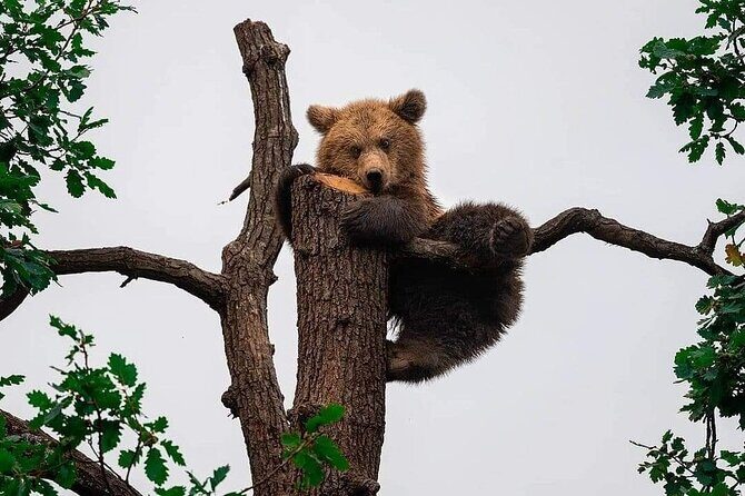 Bears Sanctuary Entry Ticket with Guide & Transfer from Brasov - Price and value: is $107.68 per person fair?