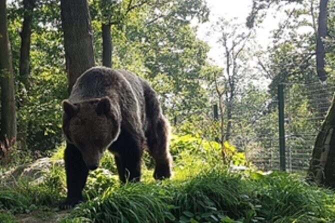 Bears Sanctuary Entry Ticket with Guide & Transfer from Brasov - What to pack for a bears sanctuary day