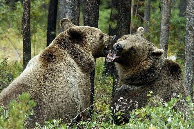 Bears Sanctuary Entry Ticket with Guide & Transfer from Brasov - Who this tour suits best (and who might want to rethink it)