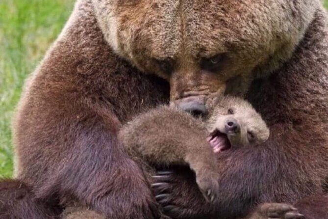 Bears Sanctuary Entry Ticket with Guide & Transfer from Brasov - The 8:40 pickup in Brașov and the transfer rhythm