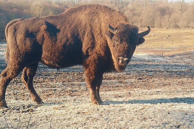 Bison National Reserve and Drakula’s Grave in a half day trip - Key highlights that make this trip worth your time