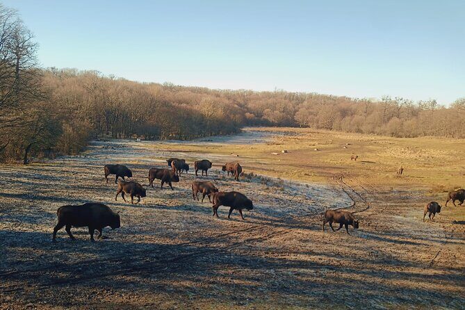 Bison National Reserve and Drakula’s Grave in a half day trip - Neagra Bison Reservation: conservation you can see, not just read about