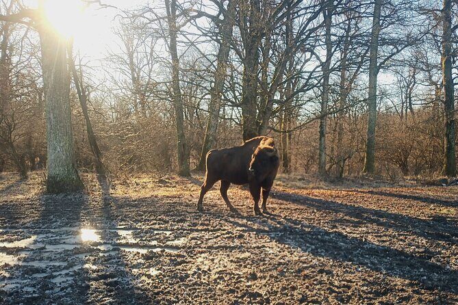 Bison National Reserve and Drakula’s Grave in a half day trip - How the timing works (and why 8:30 am matters)