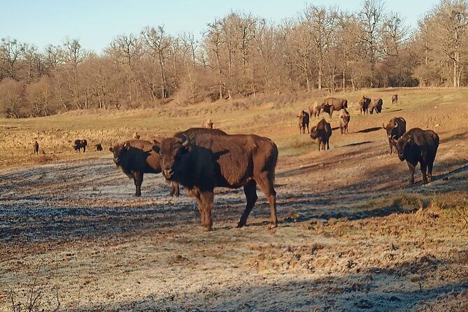 Bison National Reserve and Drakula’s Grave in a half day trip - Guide quality is the difference-maker here