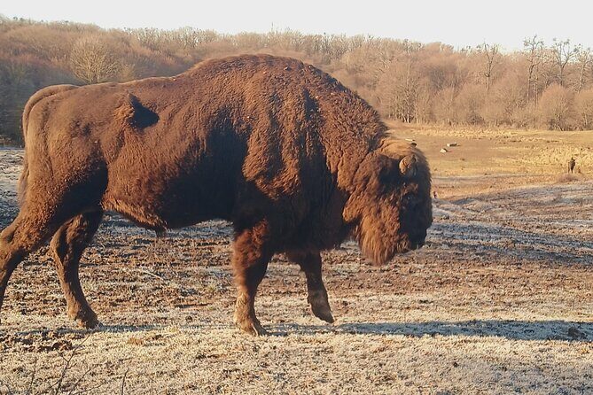 Bison National Reserve and Drakula’s Grave in a half day trip - Price and what you actually get for $140.77 per person