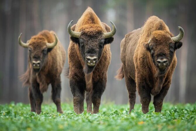 Bison Sanctuary, Vlad the Impaler Princely Court & Dracula Grave - Key highlights you’ll actually care about