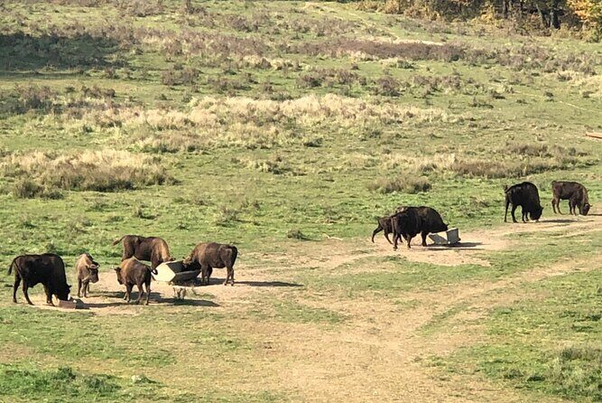 Bison Sanctuary, Vlad the Impaler Princely Court & Dracula Grave - Why the guide makes or breaks a Vlad-focused day