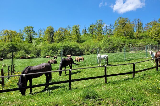 Bran Castle & Bear Sanctuary from Brasov - Optional Peles Castle - Value: what your $192.25 actually covers
