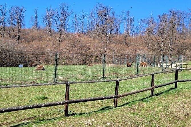 Bran Castle & Bear Sanctuary from Brasov - Optional Peles Castle - Optional Peles Castle: when adding it makes sense