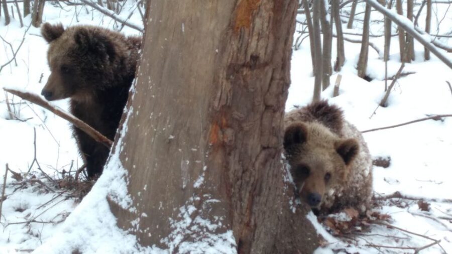 Brasov: Bear Sanctuary, Bran Castle & Rasnov Fortress Tour - Pace, Weather, and What to Pack for a Rain-or-Shine Day