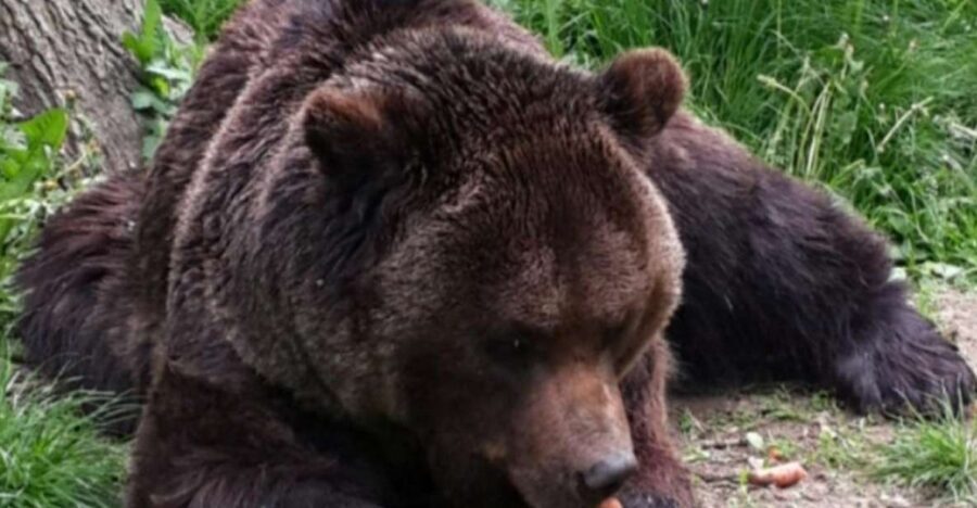 Brasov: Bear Sanctuary, Bran Castle & Rasnov Fortress Tour - Meeting in Brasov and Getting Off on the Right Foot
