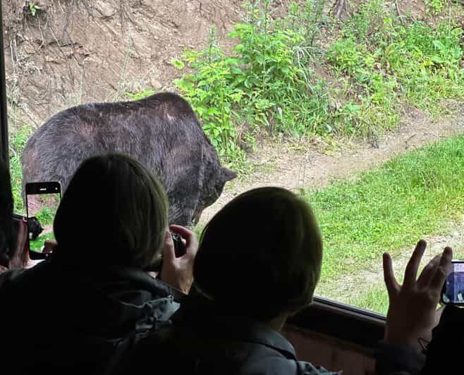 Brasov: Bear Watching in the Wild (From a Hideout) - Bear Watching From a Hideout: Why This Feels Different
