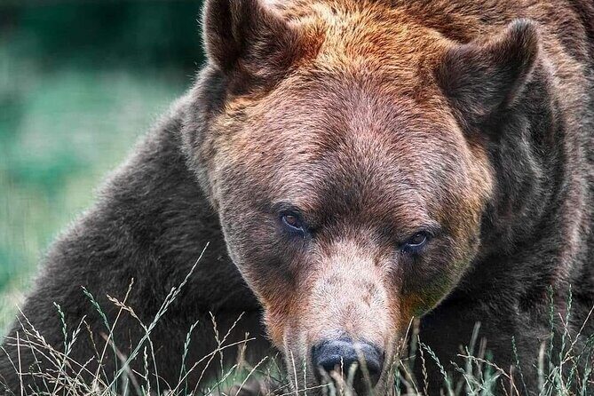 Brasov: Bears Sanctuary, Rasnov Fortress, Bran Castle GUIDED Tour - Meeting Point and How the Day Runs from Brașov