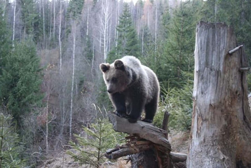 Brasov: Brown Bear & Wildlife Watching - Inside the Observation Hide: What the Wait Feels Like