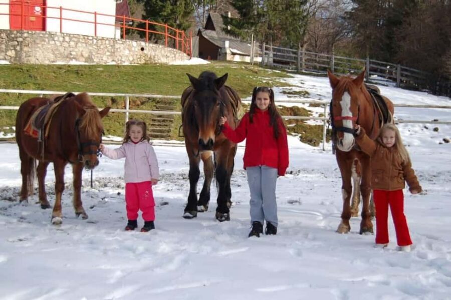 Brașov: Horseback Riding Experience - Why Brașov Horseback Riding Feels Like a Reset in Transylvania