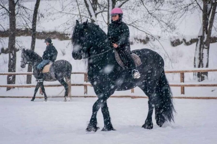 Brașov: Horseback Riding Experience - Price and Value: What You Really Get for $131