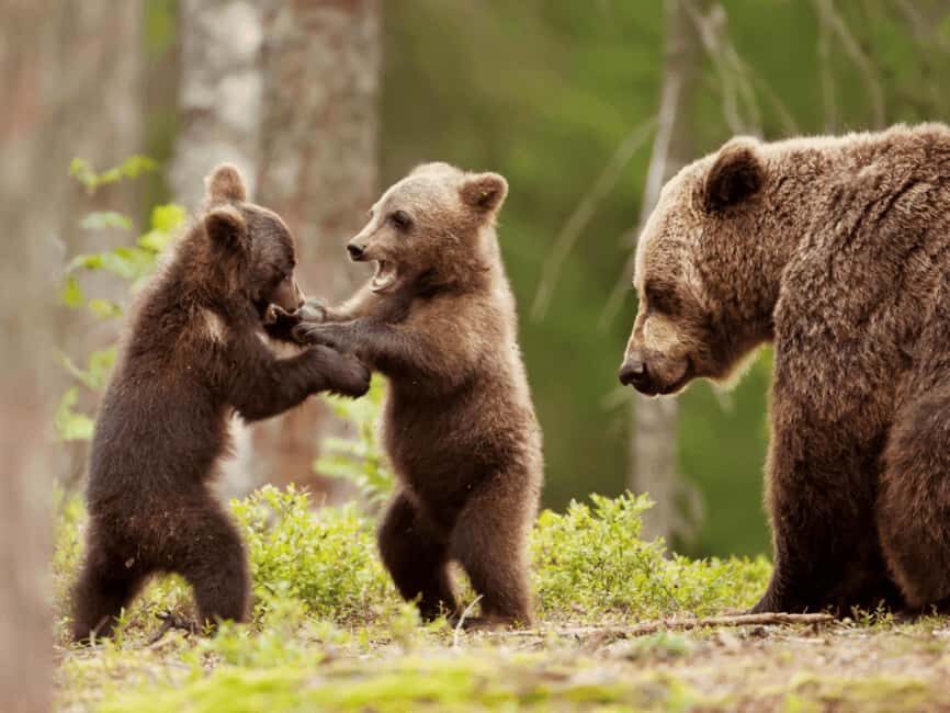 Brasov: Tour with Transfer Libearty Bear Sanctuary - Key highlights worth your time