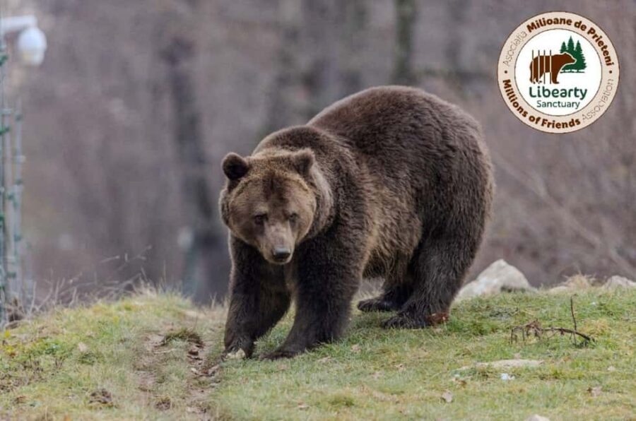 Brasov: Tour with Transfer Libearty Bear Sanctuary - The 1.5-hour forest walk: seeing bears while you’re still moving