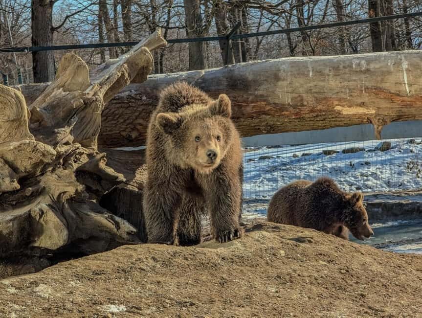 Brasov: Tour with Transfer Libearty Bear Sanctuary - Meeting your sanctuary guide: what a small group changes
