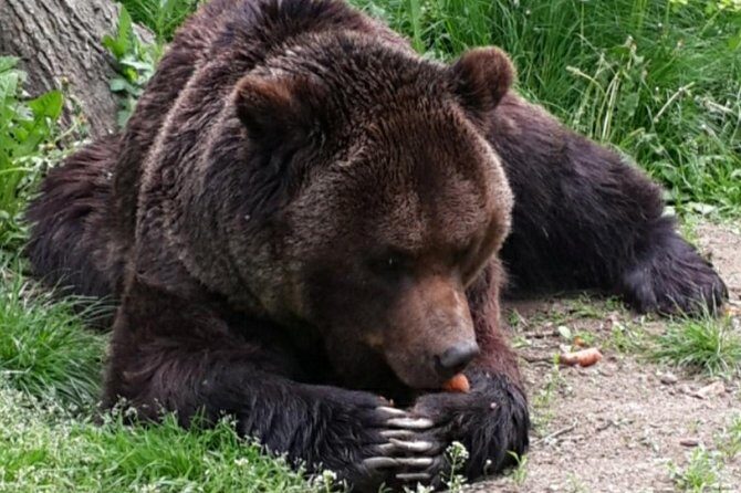 Brown Bear Sanctuary Tour from Brasov Entrance Ticket Guaranteed - Ticket guarantee: what it changes for your day