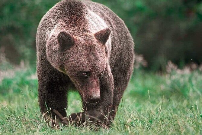 Brown Bear Sanctuary Tour from Brasov Entrance Ticket Guaranteed - Private guide value: why the on-the-ground explanations matter