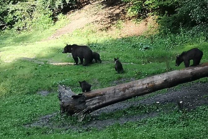 Brown Bears in the wild, no fence- With YOUR OWN VEHICLE - Timisu de Sus: how the ranger selects the exact hide location