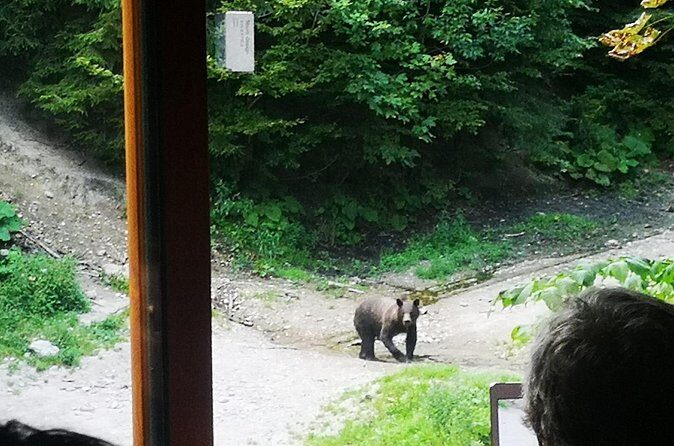 Brown Bears in the wild, no fence- With YOUR OWN VEHICLE - Ranger-led safety and the real meaning of “protection”