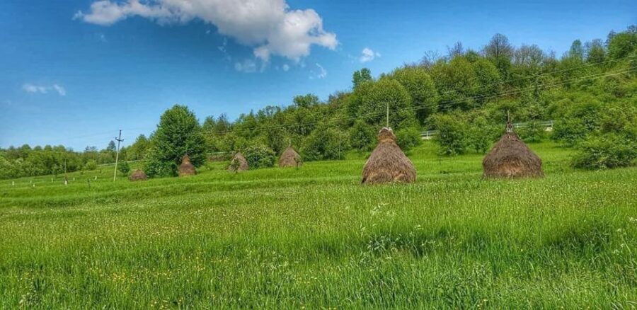 Bucharest: Salt Mine & The Tomb of Vlad the Impaler - Dealu Mare Wine Tasting: The Perfect Middle Stop