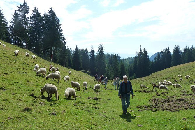 Carpathians in Romania: Piatra Craiului National Park with native Spanish guide. - Price and value: what you’re really paying for at about $96.33